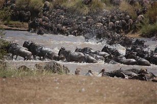 The Masai Mara