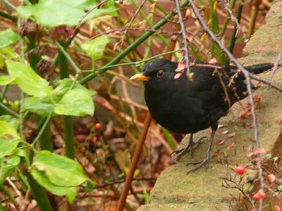  Specific Bird Species: Blackbird Chain