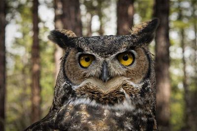 Hoo Hoo Knew About These Amazing Owls