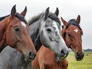 Stuff Fed to Horses