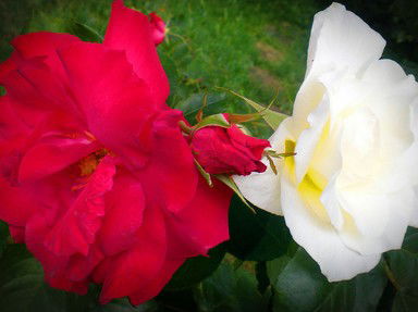 Quiz about Red Rose or White