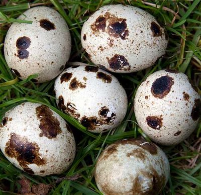 Identify the Animal: What Egg is That
