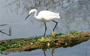  Wild Birds USA: Egrets Ive Had A Few