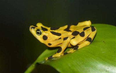 Animals for Kids: Frogs Are Fascinating
