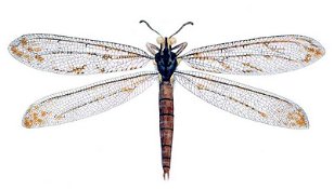 Insects: Antlions 