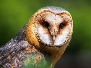 Owls: Owl You Need to Know