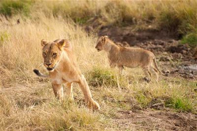 Africa: Animals of the Serengeti