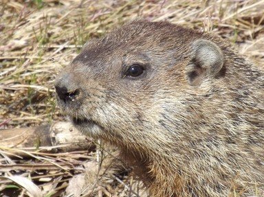 Quiz about How Much Wood Would a Woodchuck Chuck