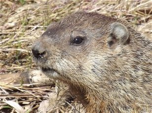 Rodents: How Much Wood Would a Woodchuck Chuck