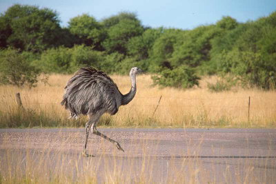 South America: Denizens of the Pampas