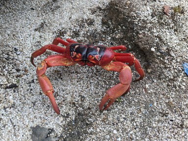 Quiz about All About Crabs