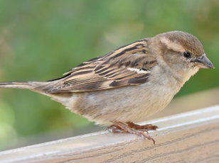   Wild Birds UK: Avian Ambassadors
