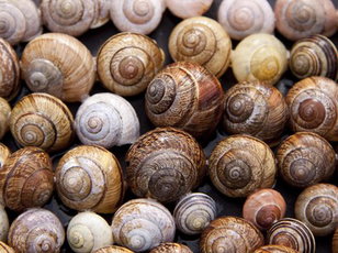A Shell Game