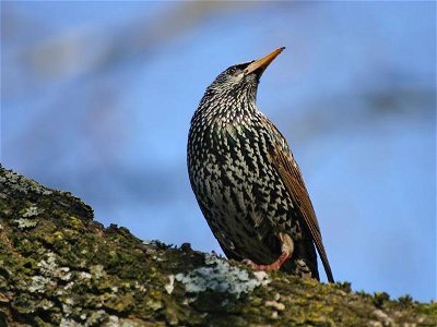   Wild Birds UK: My Garden Visitors