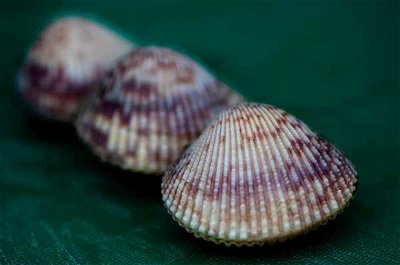Mollusks: Just Hanging Around in the Sea
