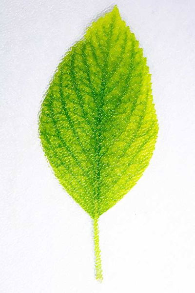 Plant Parts
