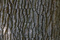 photo quiz