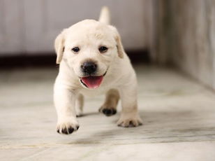 Retrievers: The Lovable Labrador Retriever