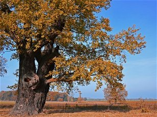 Thematic Trees: The Mighty And Multi Themed Oak