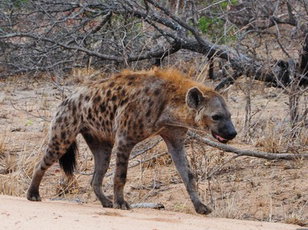 Hyenas 101