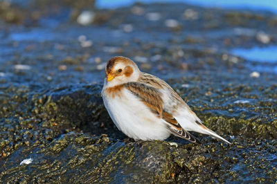 Birds of Greenland Advent Calendar 1