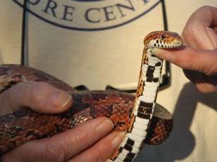 Corn Snakes or Copperheads