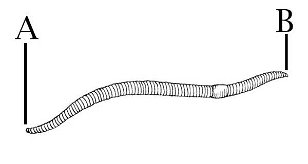 An Anatomy of the Earthworm