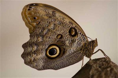 Butterflies and Moths: Butterflies from Around the World