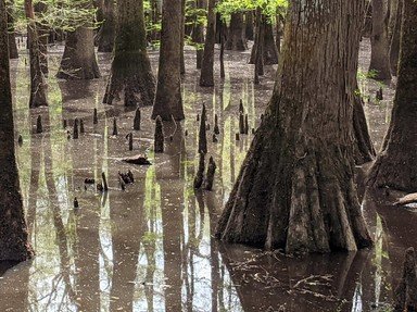 Quiz about The Beautiful Congaree National US Park