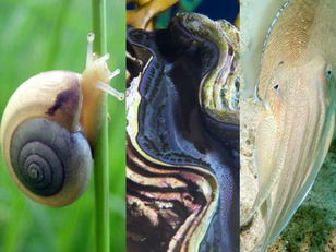 Mollusks: Spineless Wonders