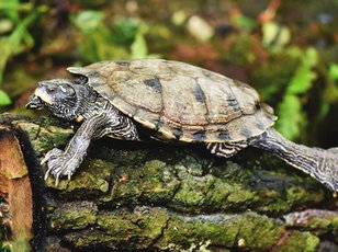 Synonyms and Antonyms for Kids: Synonym Shuffle  Slow