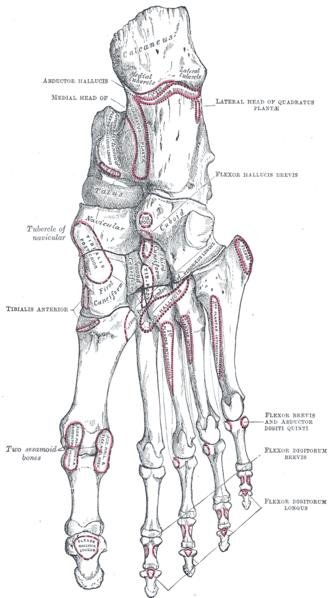 Skeletal System: Dem Bones Dem Dry Bones