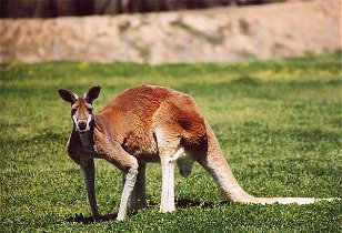 Australian Animals For Kids