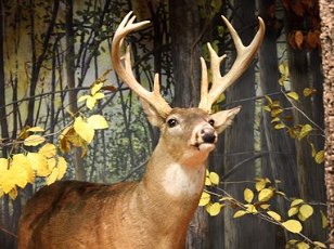 Thematic Animals: The Deer Hunter
