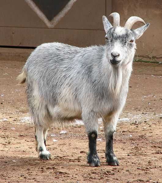Bagot goat - Wikipedia