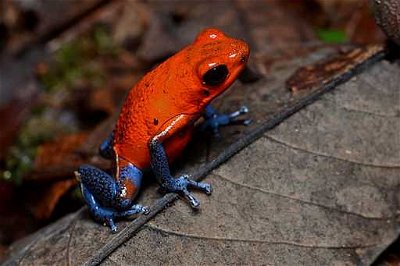 Frogs Toads and Amphibians: Anura By The Colors