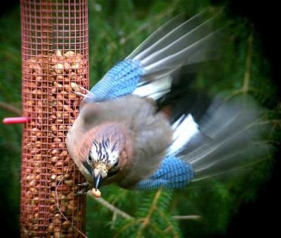   Wild Birds UK: Wake Up to Great Britains Songbirds