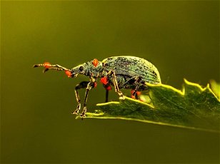 Invertebrates for Kids: Kids Scrambles  Insects
