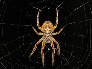 Web of Wisdom