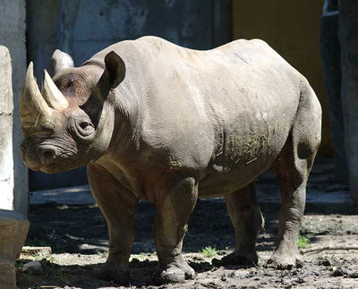 Donkey Kong Games: DKs Animal Buddies