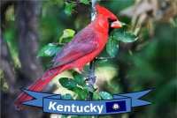 photo quiz