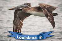 photo quiz