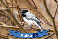 photo quiz