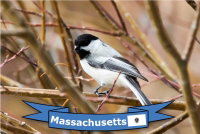 photo quiz