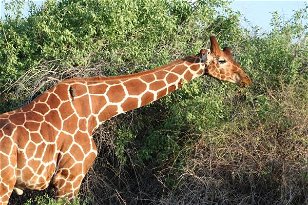 Pictorial Quiz of the Giraffes of Kenya