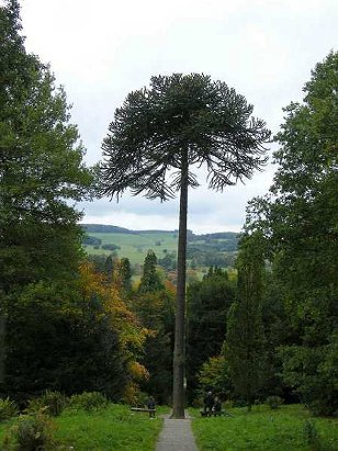 National Trees from Around the World