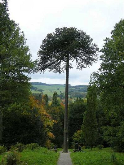 National Symbols: National Trees from Around the World