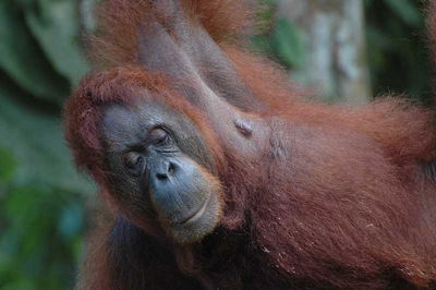 Zoos of the World: World Zoos With a Featured Animal