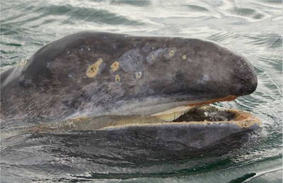 Cetaceans and Sirenians: Who Are You Cetacean Edition